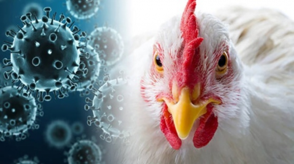 Осторожно: грипп птиц!