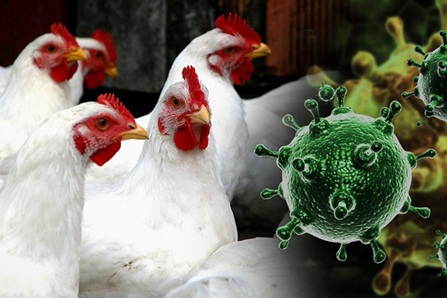 Высокопатогенный грипп птиц 